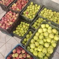 سیب|خوردنی و آشامیدنی|مرند, |دیوار