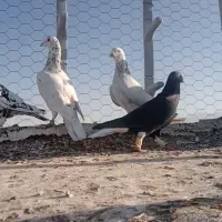 کبوترسرور|پرنده|نصر آباد, |دیوار