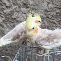 دو عدد عروس هلندی