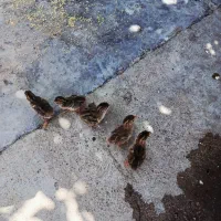مرغ شاخدار