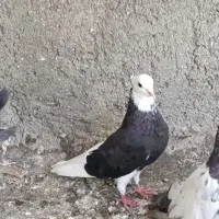 کفتر شازده
