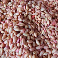 گندم آبی‌