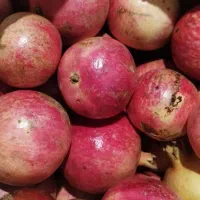 انار سالم بدون ترک