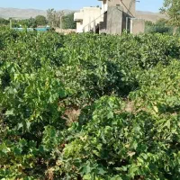 فروش باغ انگوری درمی آباد فرصت طلایی سرمایه گذاری|فروش دفتر صنعتی، کشاورزی، تجاری|ملایر, |دیوار