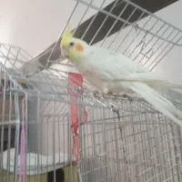 پرنده گم شده