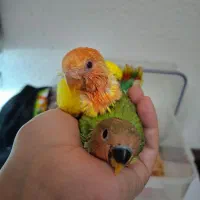 جوجه سرلاکی طوطی برزیلی|پرنده|کیش, |دیوار