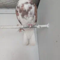 جوجه کبوتر پشت دار قرمز دم سفید پرشی|پرنده|تهران, هفده شهریور|دیوار