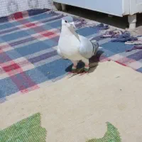 کفتره ساده سبز