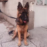 حیوانات خونه|سگ|دزفول, |دیوار