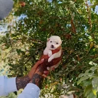 پامر کوچلو جیبی فقط 2.200.000|سگ|فردیس, قریشی|دیوار