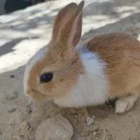 بچه خرگوش