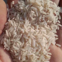 برنج طارم فجر. خوشپخت. هاشمی|عمده‌فروشی|نسیم‌شهر, |دیوار