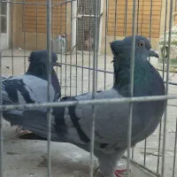 کبوتر