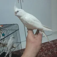 عروس هلندی  البینو چشم شرابی  سرلاکی ماده.  دستی.