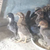 جوجه محلی اصیل کرچ شو  واکسن خورده  سالم و سرحال