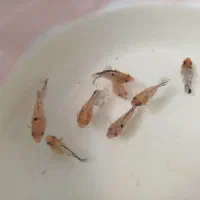 ماهی مولی بالن