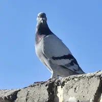 سبز کرمانی نر