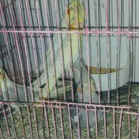 جوجه عروس هلندی