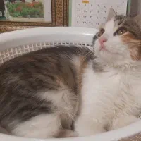 واگذاری سیمبا|گربه|تهران, مختاری|دیوار