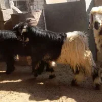 دوتا بیگ تخمی درجه یک|حیوانات مزرعه|شوشتر, |دیوار