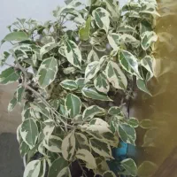 فروش انواع گل