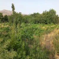 باغ میوه|فروش زمین و ملک کلنگی|قم, آزادگان|دیوار
