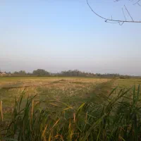 فروش۱۶هزارمتر زمین کشاورزی سنتی بر جاده|فروش زمین و ملک کلنگی|شفت, |دیوار