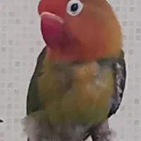 کوتوله برزیلی بالغ