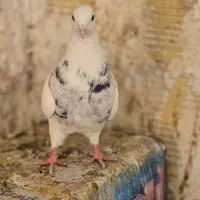 کبوتر طوقی الماسی|پرنده|شاهین‌شهر, حافظ شمالی|دیوار