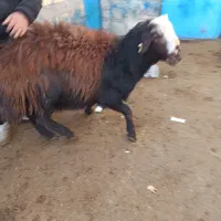 قوچ شیشک دودندان افشار