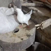 پرنده|پرنده|ملکشاهی, |دیوار