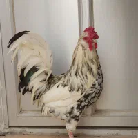 خروس گلین پنگوئنی فول ریش چهل تاج