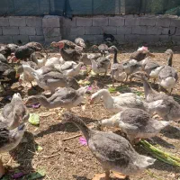 بوقلمون غازدرشت صاف