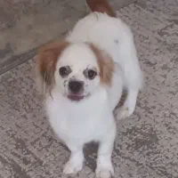 شیتزو مالتیز|سگ|پردیس, فاز ۳|دیوار