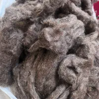 پشم گوسفند تمیز|رختخواب، بالش، پتو|آذرشهر, |دیوار