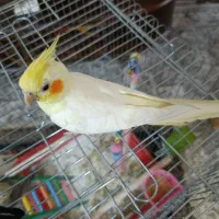 پرنده عروس هلندی نر دستی با مکمل تقویتی شده