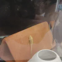 ماهی ، آکواریوم ، آنجل و پوزه بوته ای پمپ هوا|ماهی|گرگان, |دیوار