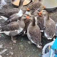 قاز خومالی اصل