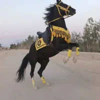 شیر اسب تازه