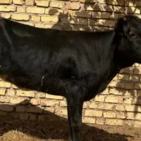 گوساله جوان رسمی مخصوص قربانی