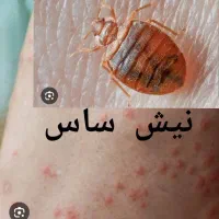 سمپاشی ساس سوسک سم پاشی گال زنبوردرتمام نقاط|خدمات نظافت|مشهد, کوشش|دیوار