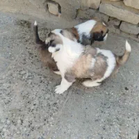 سگ پاکوتاه شیتزو