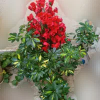 گلدان های شفلرا و پتوس و پنجه کلاغی و شویدی