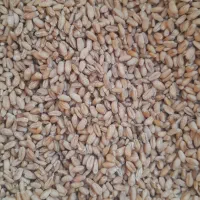 گندم|گل و گیاه طبیعی|کاکی, |دیوار