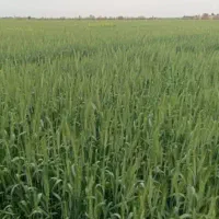 25-هکتار-بارونی-چاه-دربسی