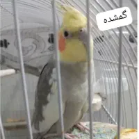 پرنده در فسا گمشده