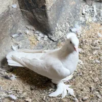 کبوتر سفید تخت مهر