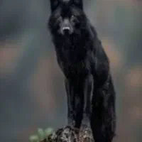 سگ هاسکی