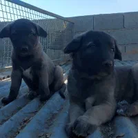 سرابی|سگ|اصفهان, سپاهانشهر|دیوار