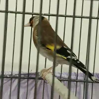 سهره ماده. کار داده